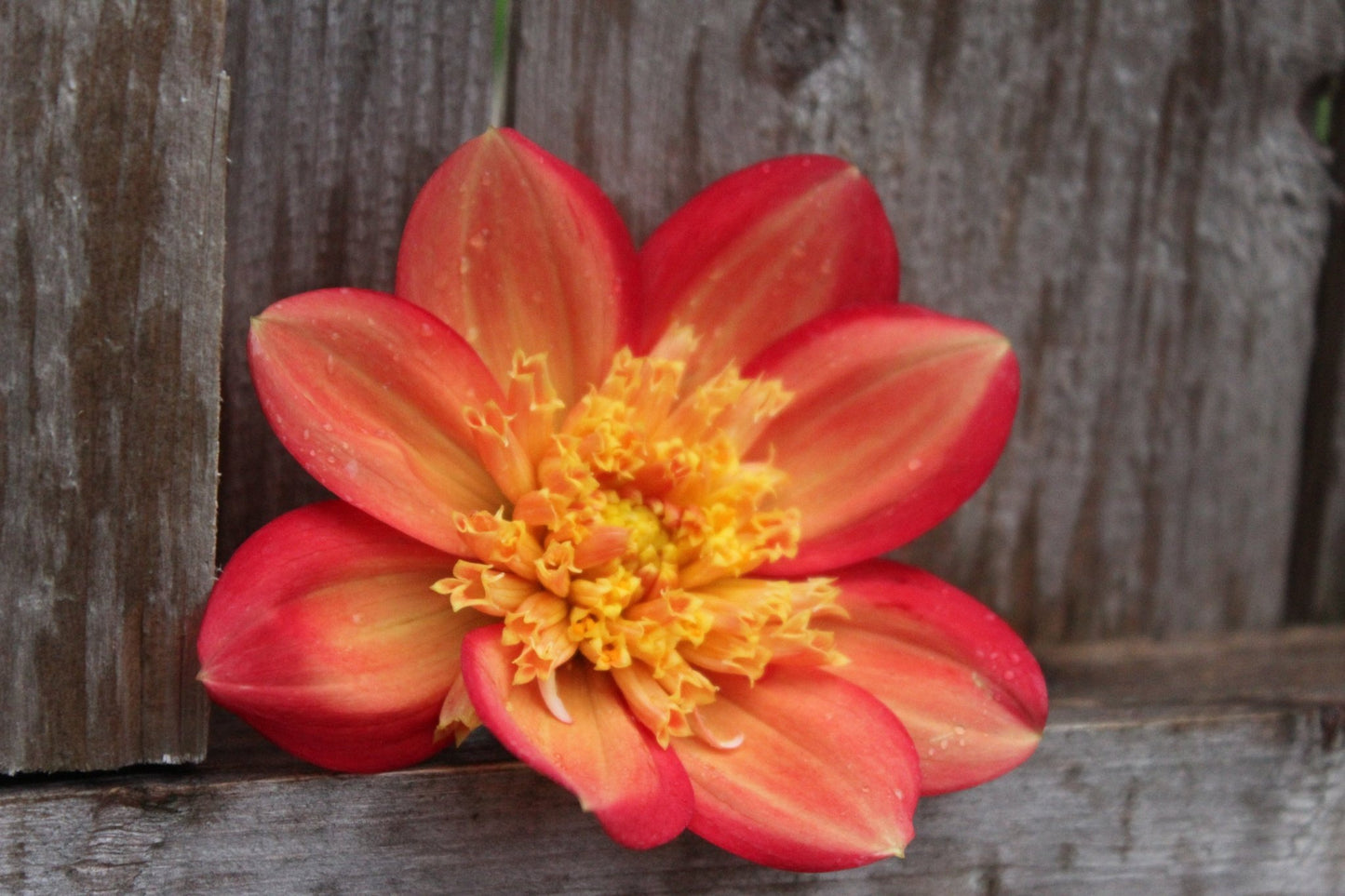 Sandia Bill J - Freese Flower Farm