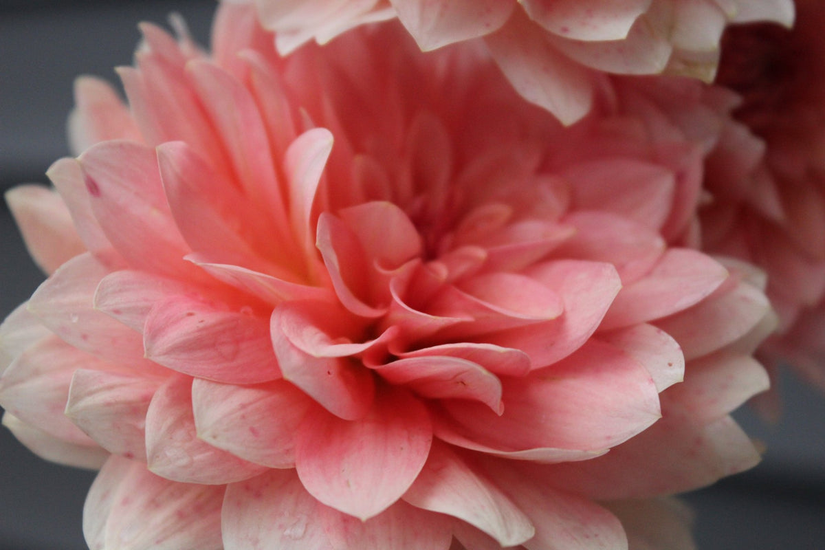 RM Peachy Pink - Freese Flower Farm