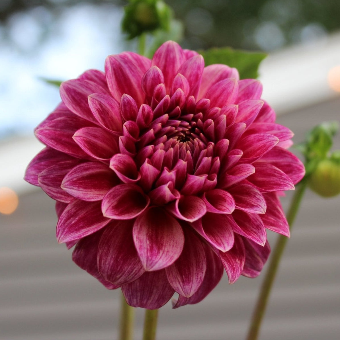 RM Smokeshow - Freese Flower Farm