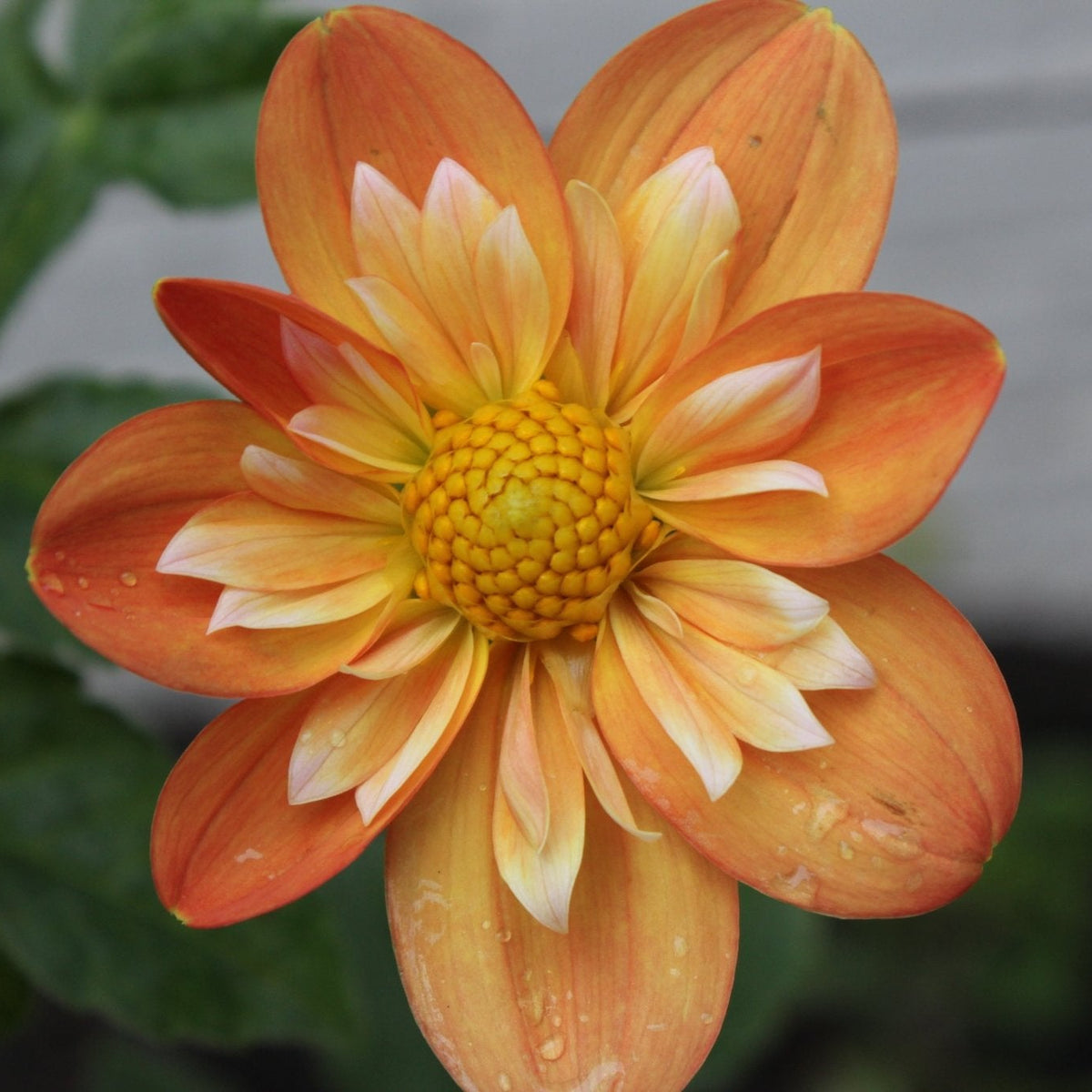 Lillian's Butternut - Freese Flower Farm