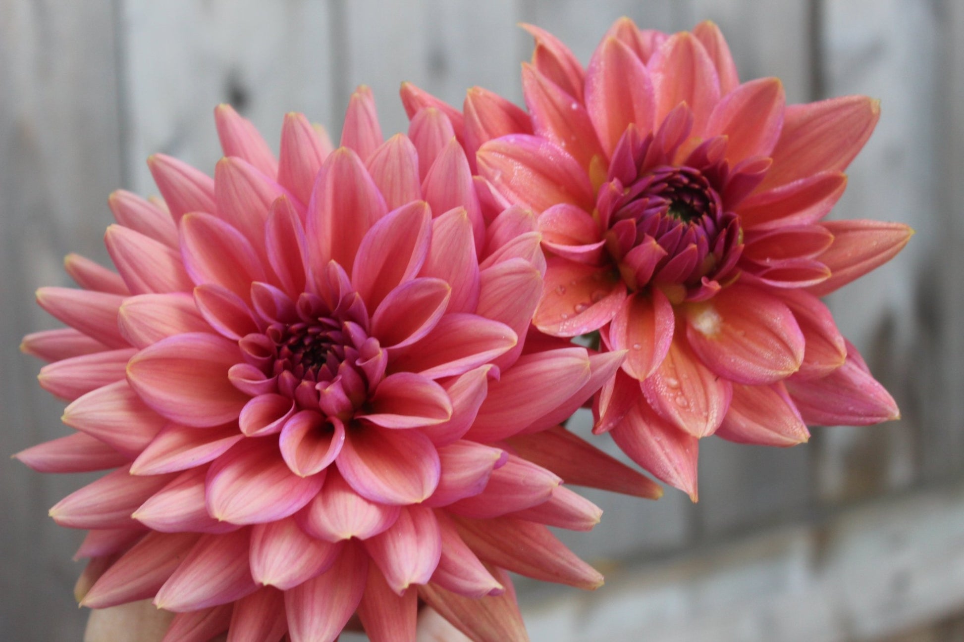 Negroni Sunset - Freese Flower Farm