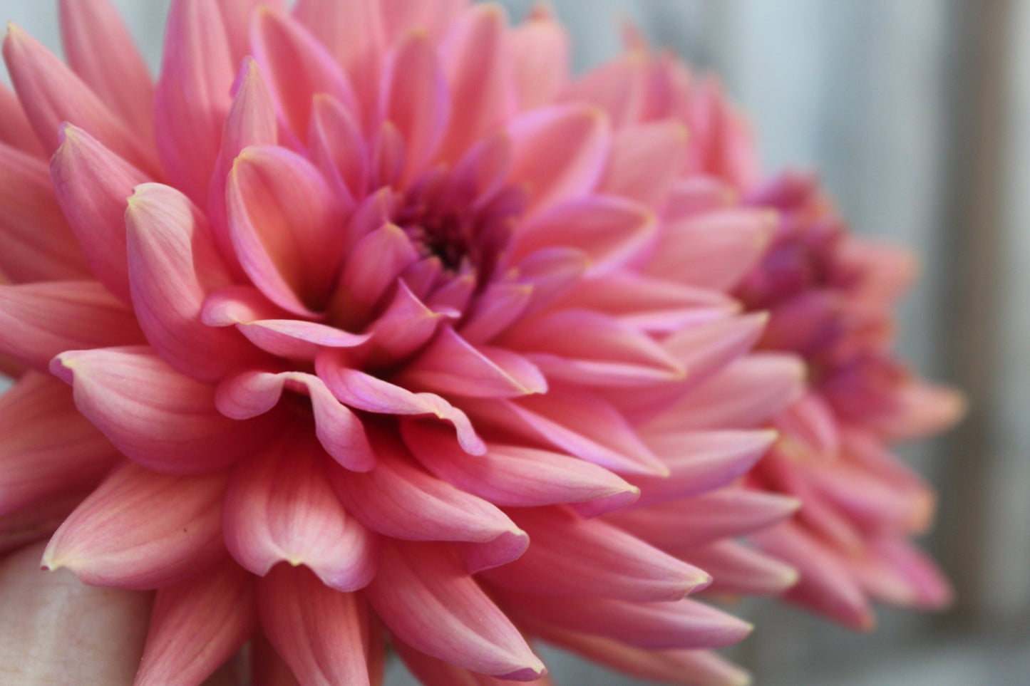 Negroni Sunset - Freese Flower Farm