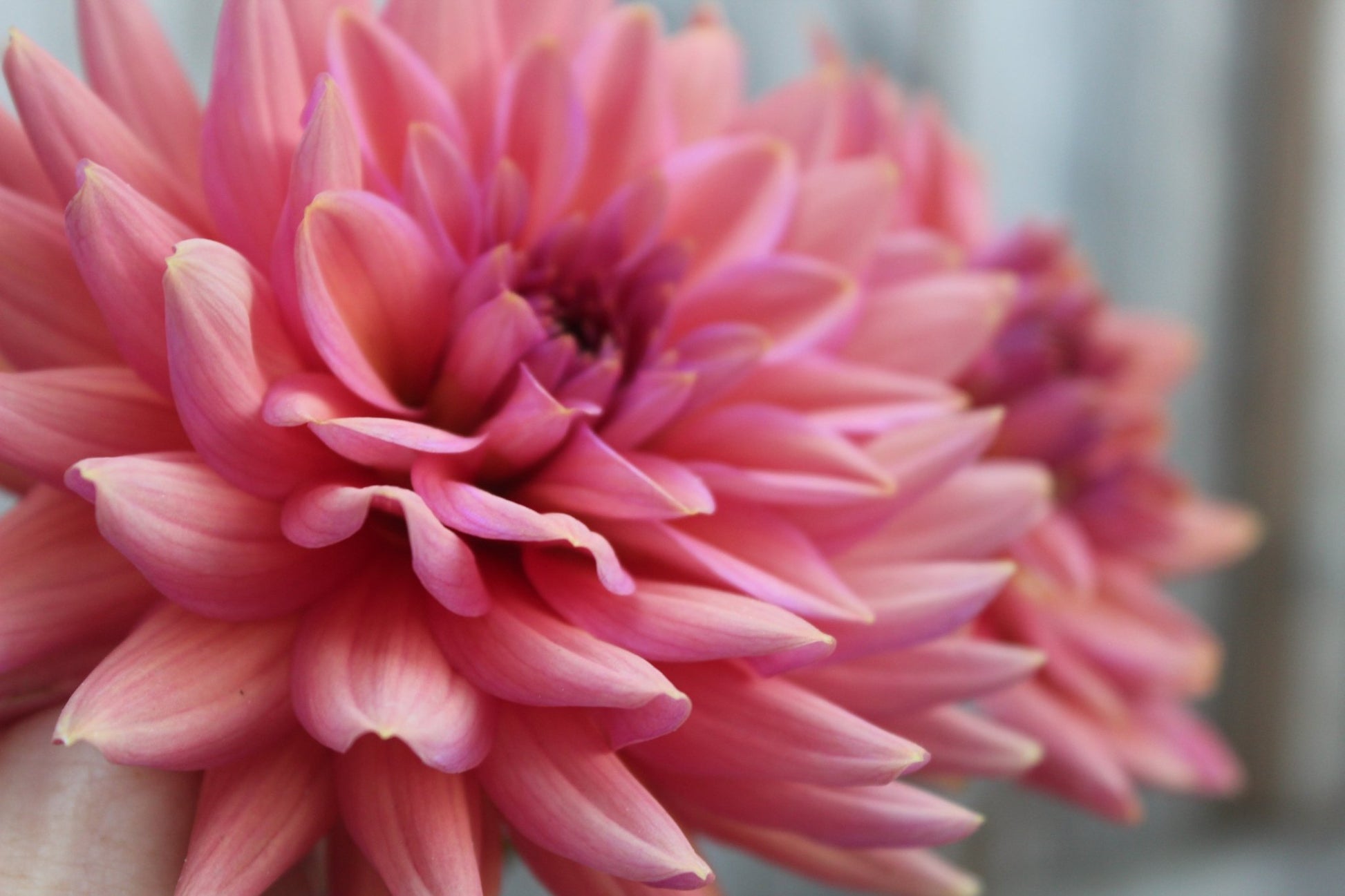 Negroni Sunset - Freese Flower Farm