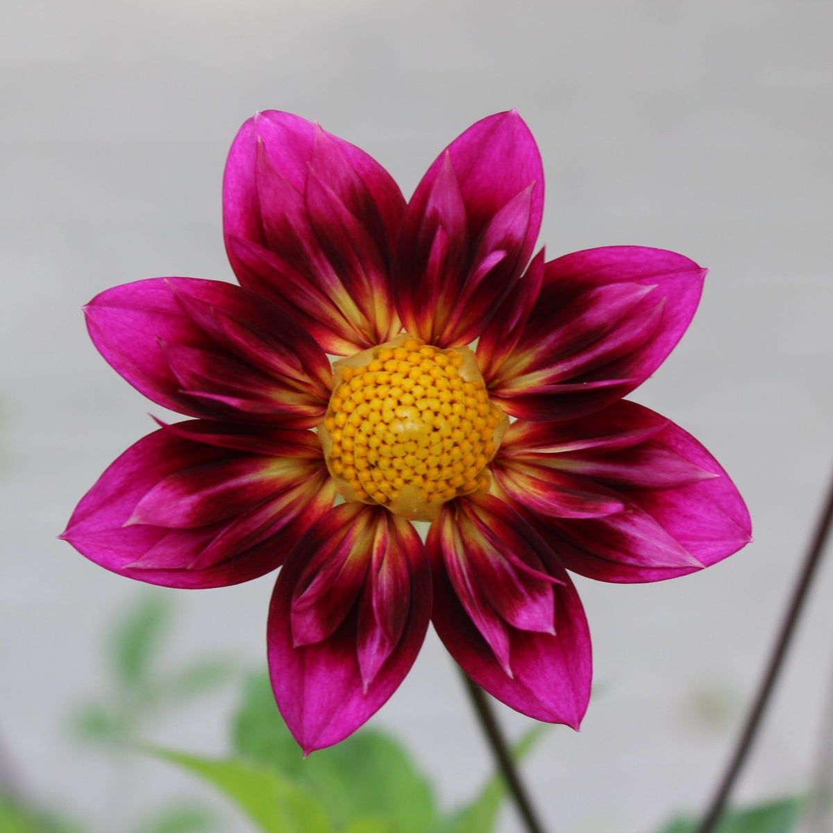 BQ Centurion - Freese Flower Farm