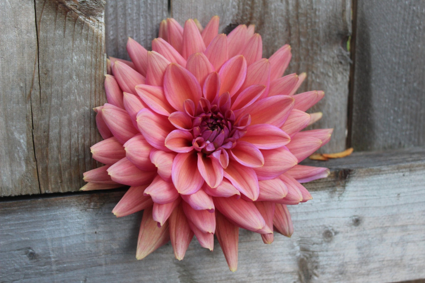 Negroni Sunset - Freese Flower Farm