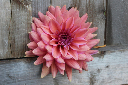 Negroni Sunset - Freese Flower Farm