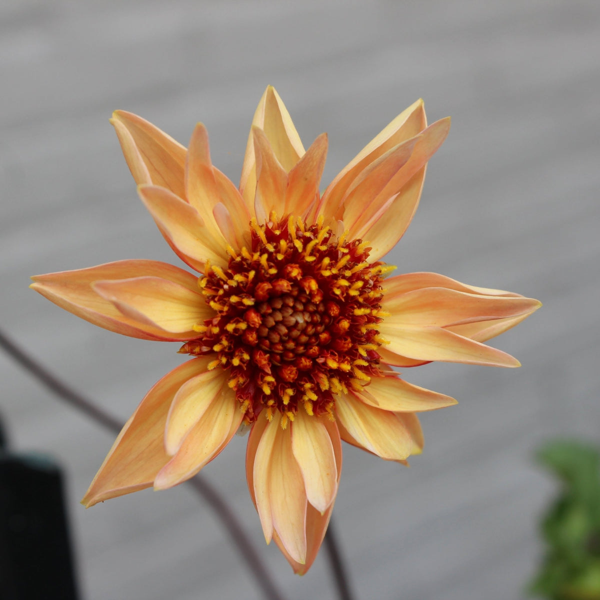 BQ Hummer - Freese Flower Farm