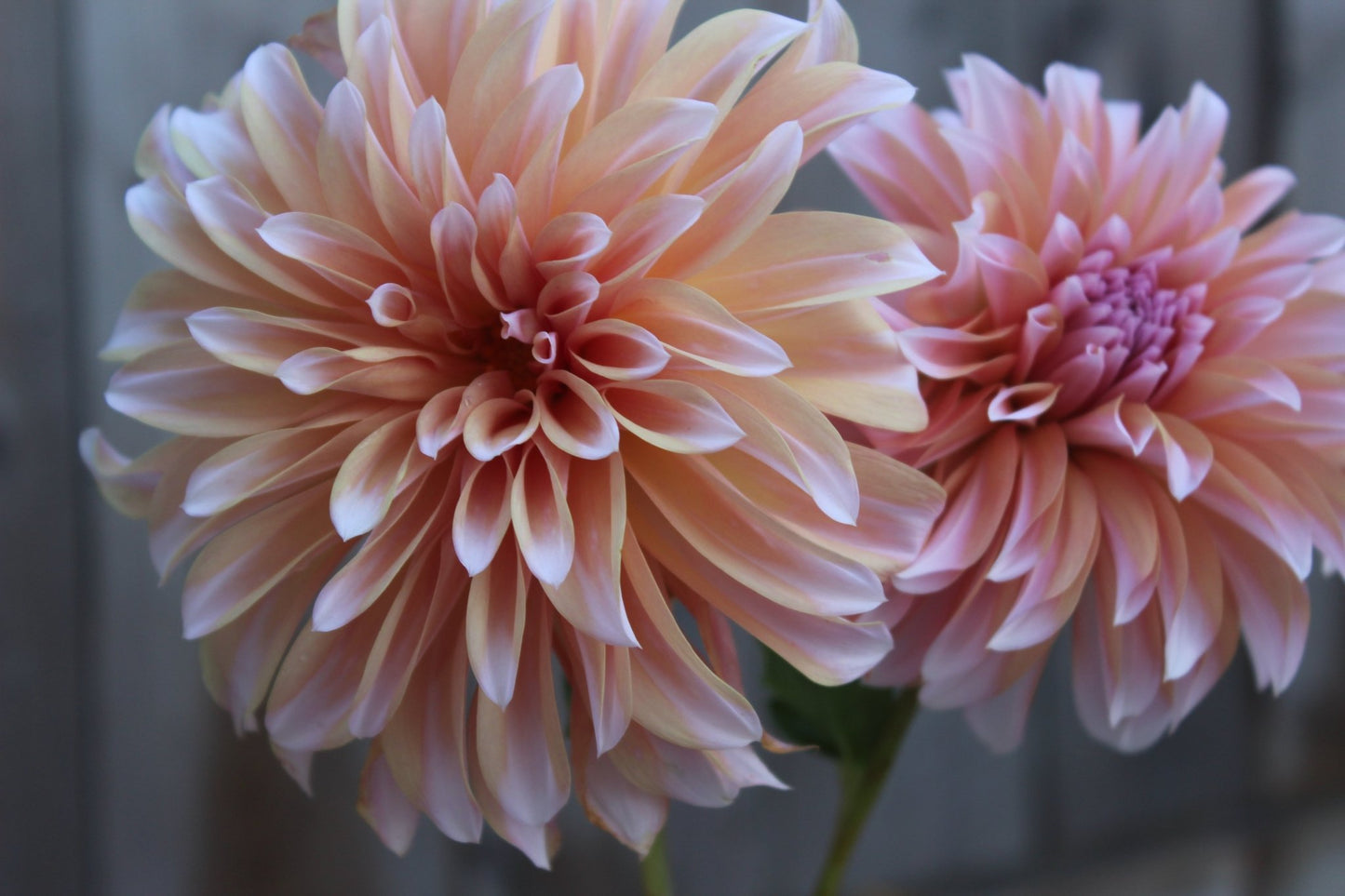 RM Whirly Gig - Freese Flower Farm