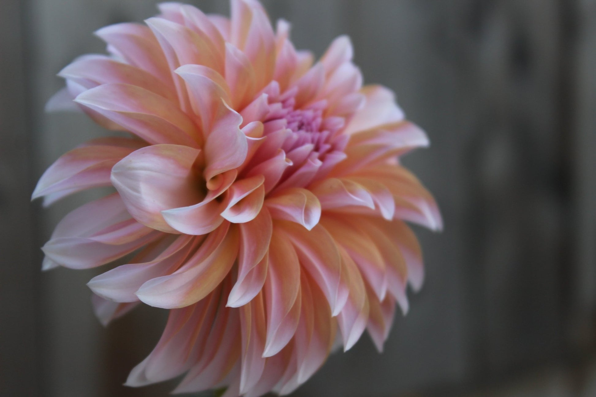 RM Whirly Gig - Freese Flower Farm