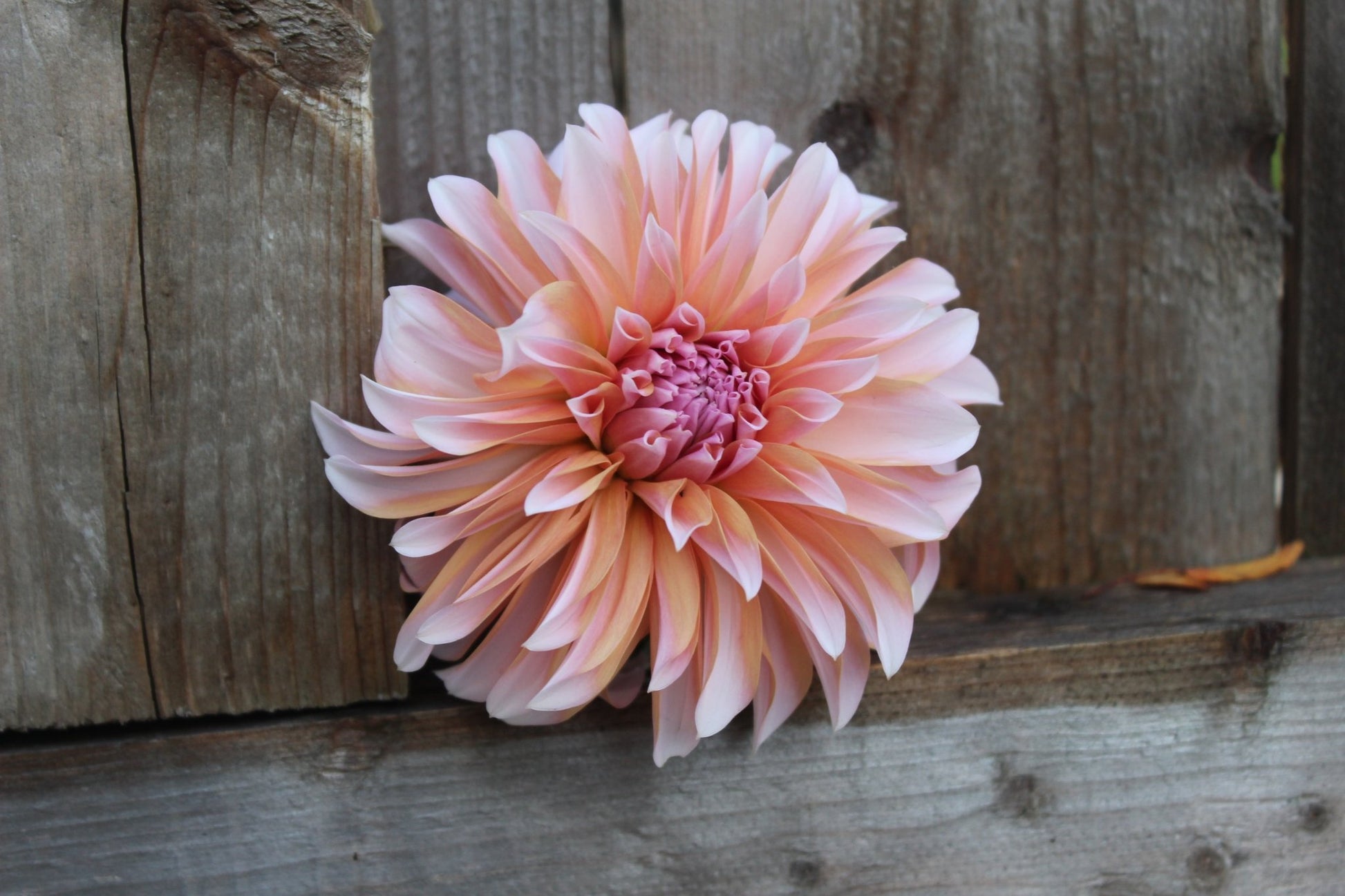 RM Whirly Gig - Freese Flower Farm