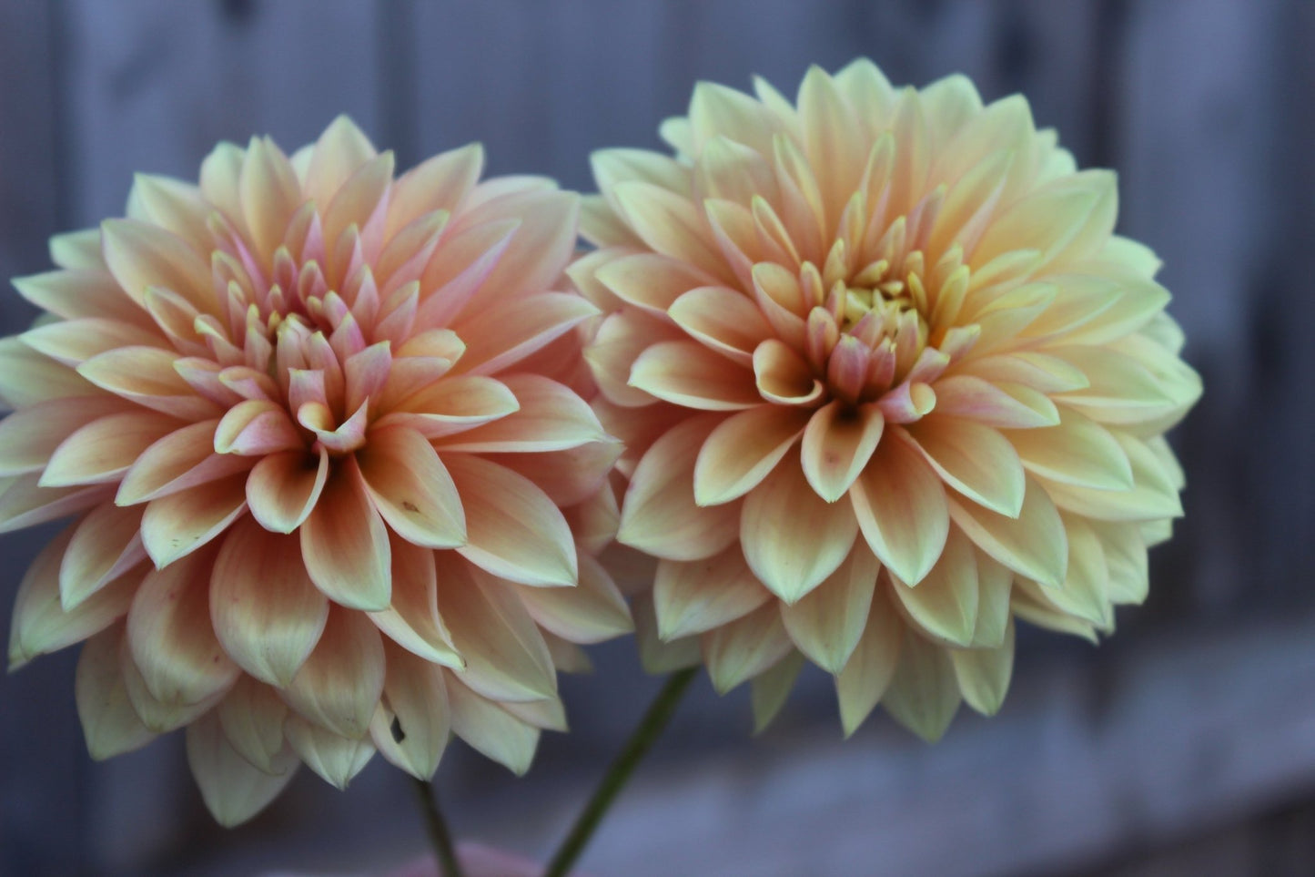 Kick Off - Freese Flower Farm