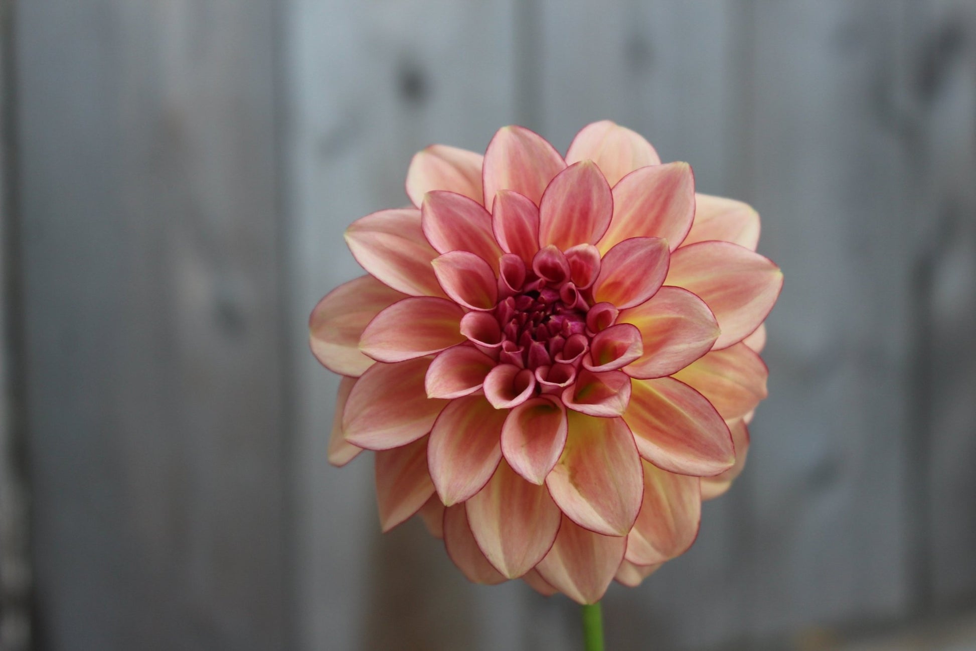 Mocha Katie - Freese Flower Farm