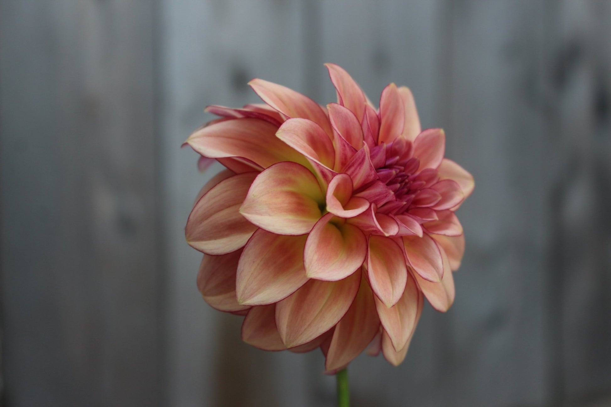 Mocha Katie - Freese Flower Farm