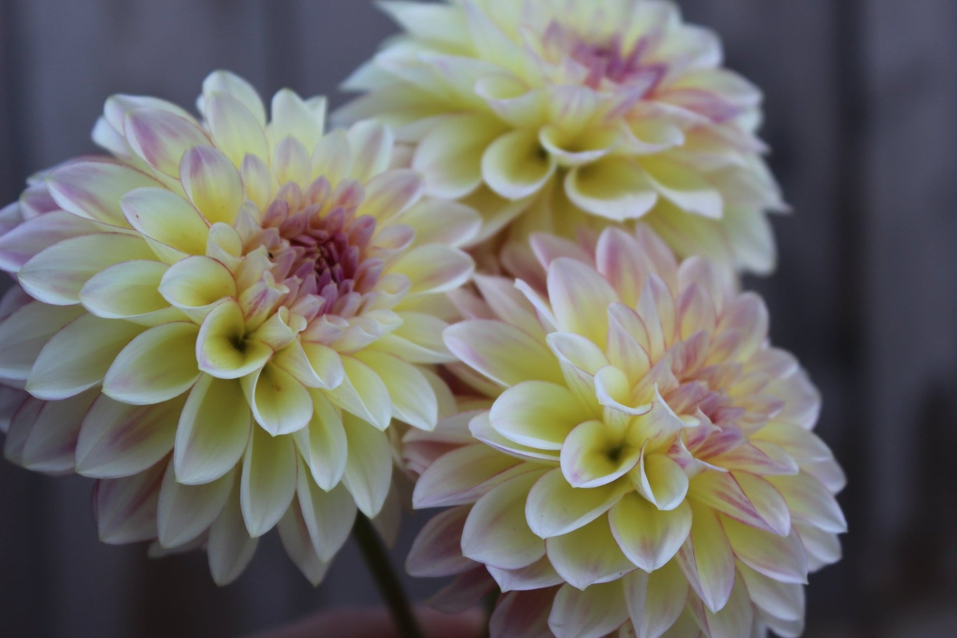 Alpen Sundown - Freese Flower Farm