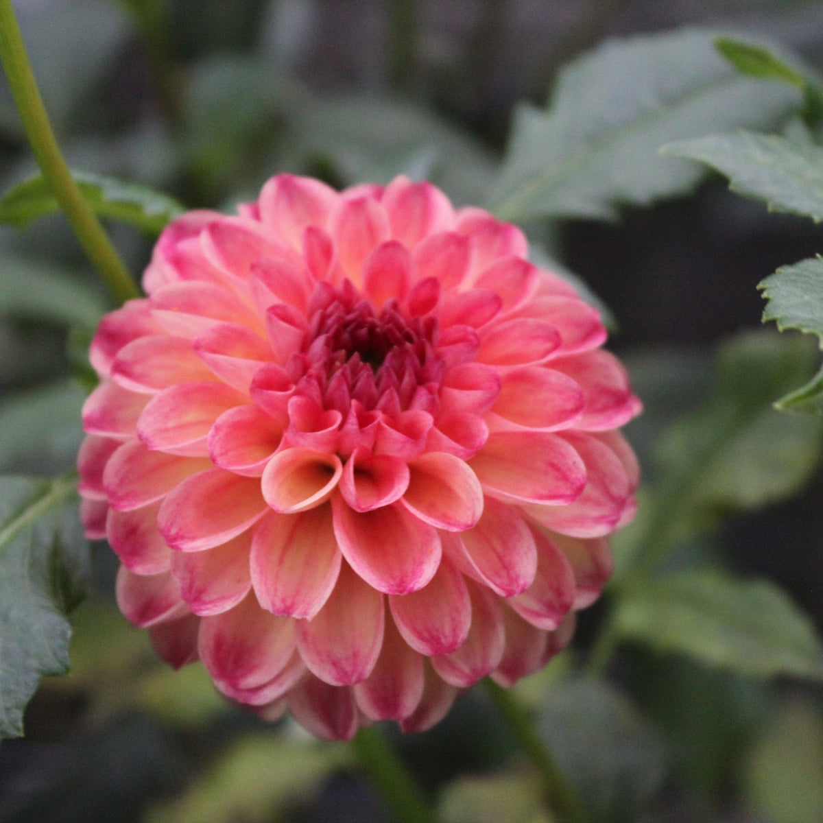 Camano Mordor - Freese Flower Farm