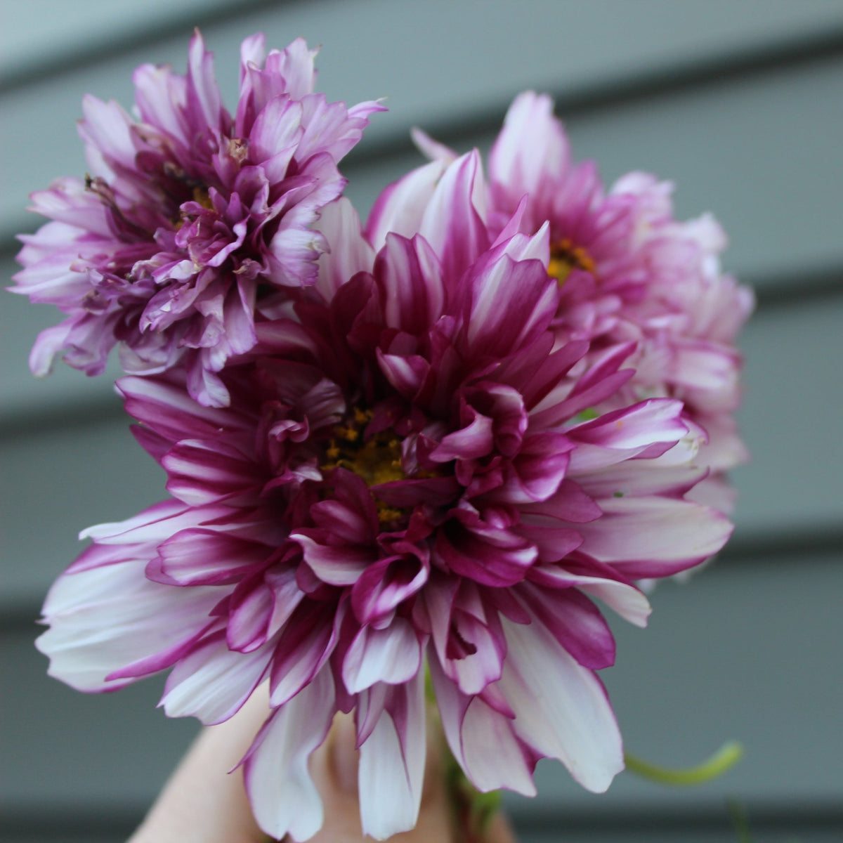 Cosmos, Double Click Bicolor Violet - Freese Flower Farm