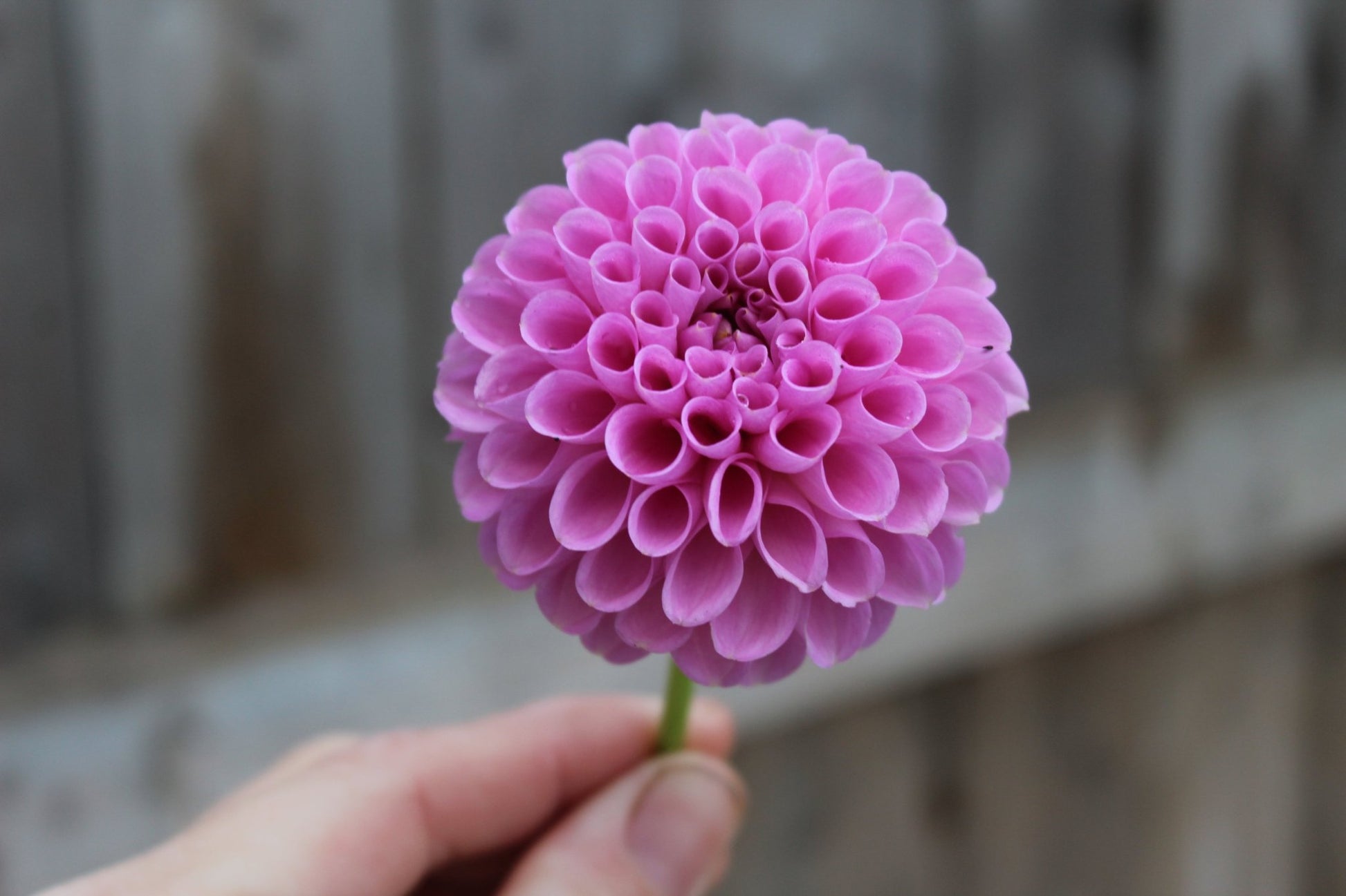 20th Ave Ingrid - Freese Flower Farm