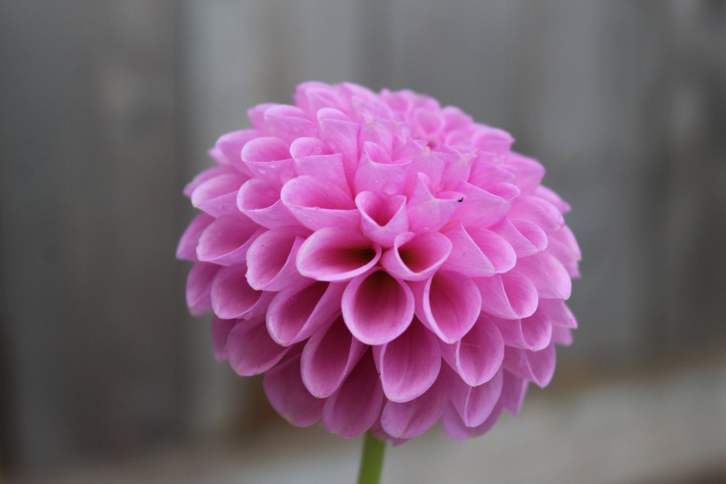 20th Ave Ingrid - Freese Flower Farm