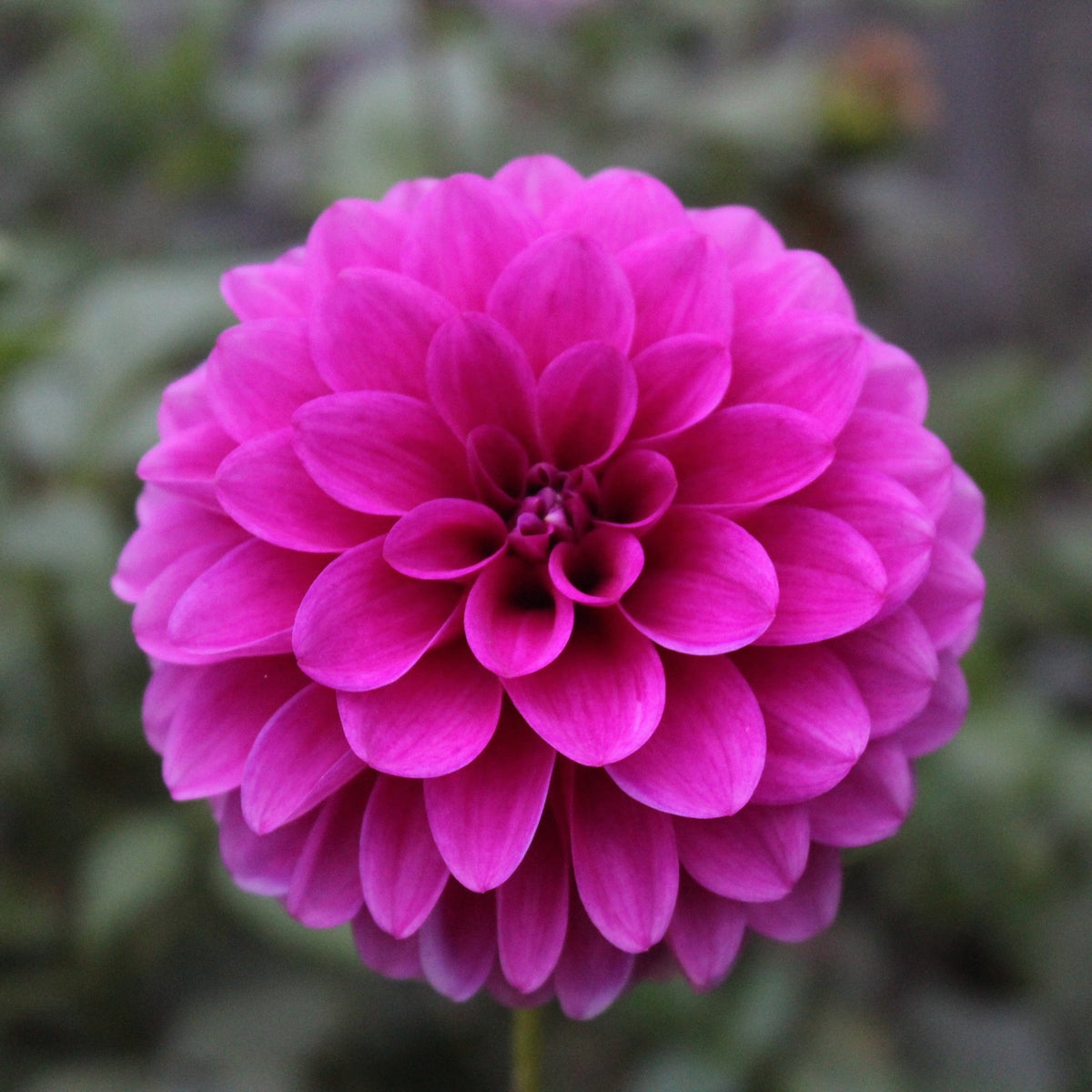 Florelie Jeanette - Freese Flower Farm