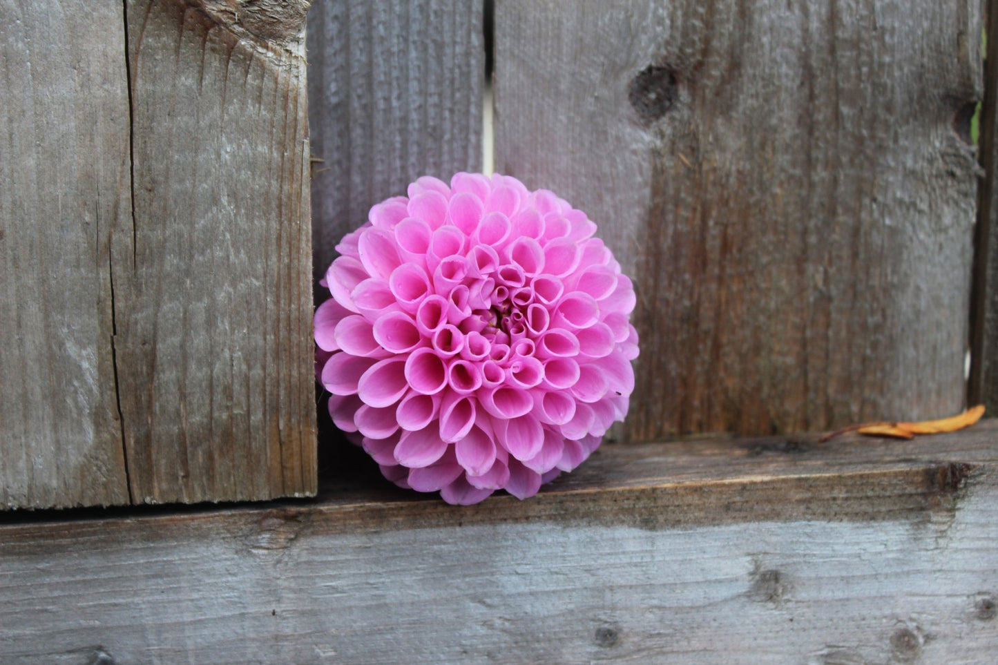 20th Ave Ingrid - Freese Flower Farm