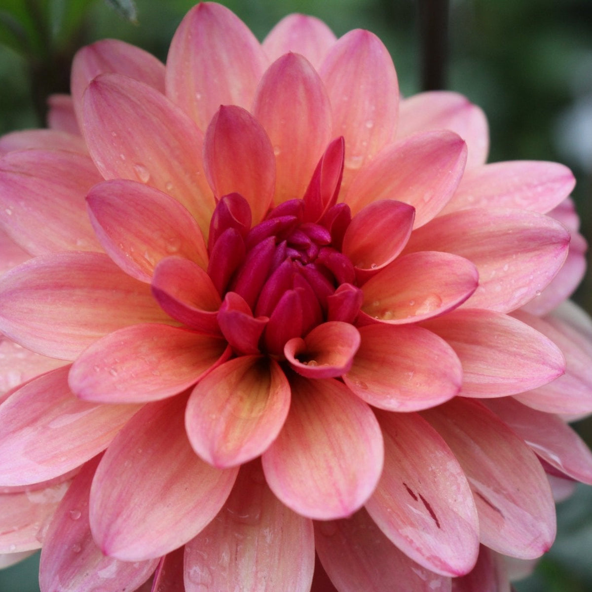 Mary's First - Freese Flower Farm