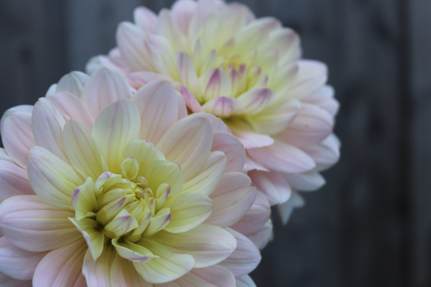 Diana's Memory - Freese Flower Farm