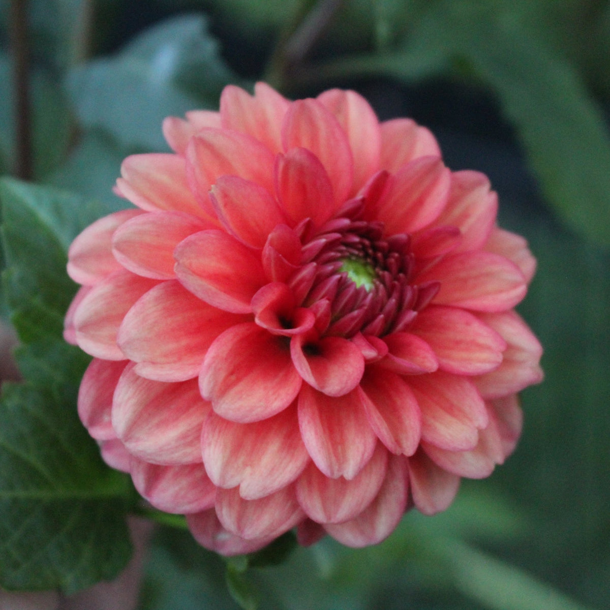 Ice Tea - Freese Flower Farm