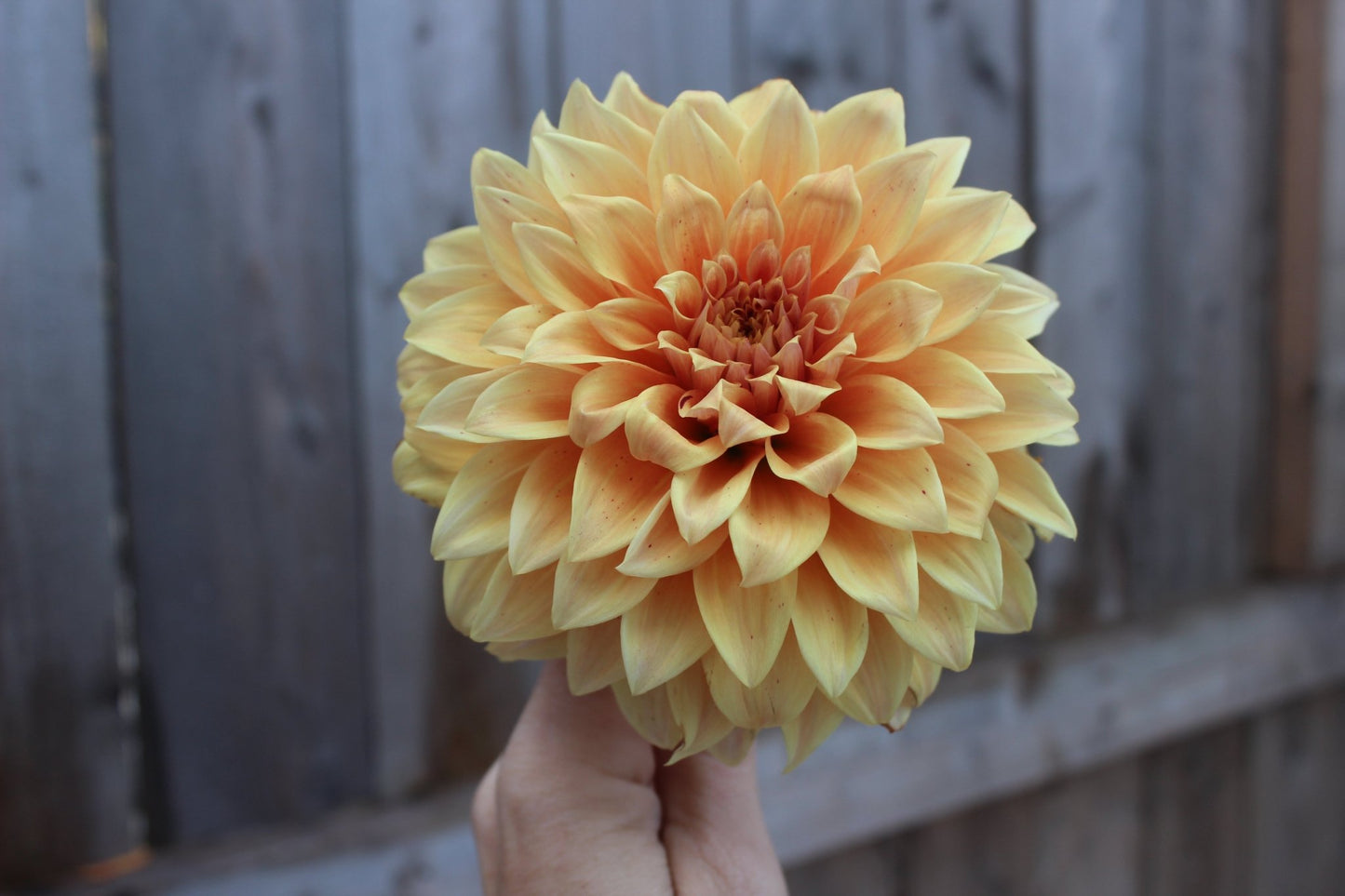 Steve Meggos - Freese Flower Farm