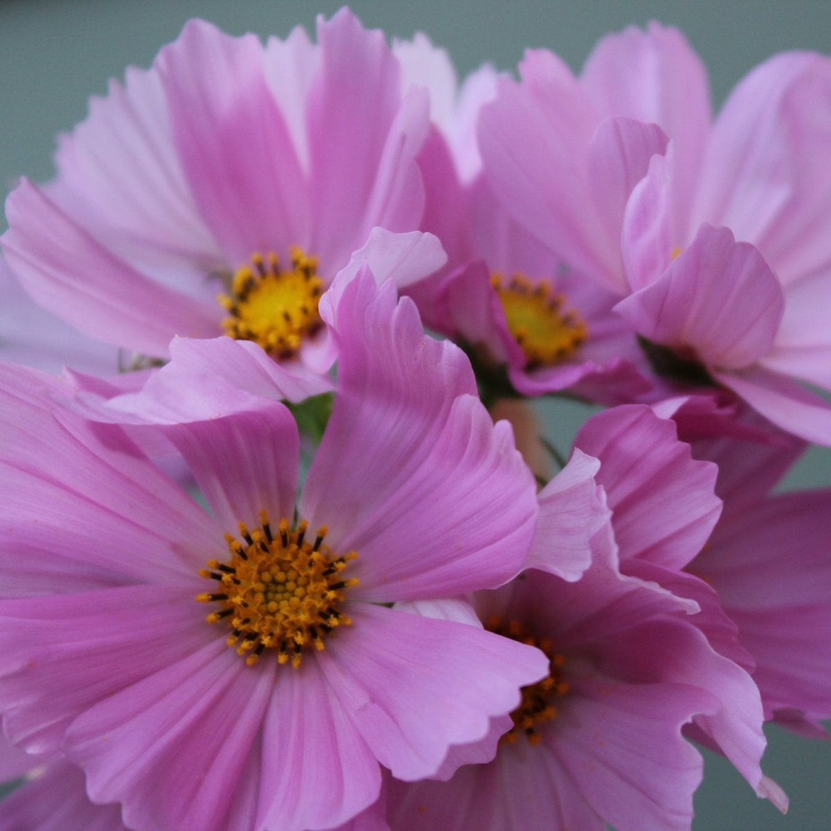Cosmos, Sensation Pink - Freese Flower Farm