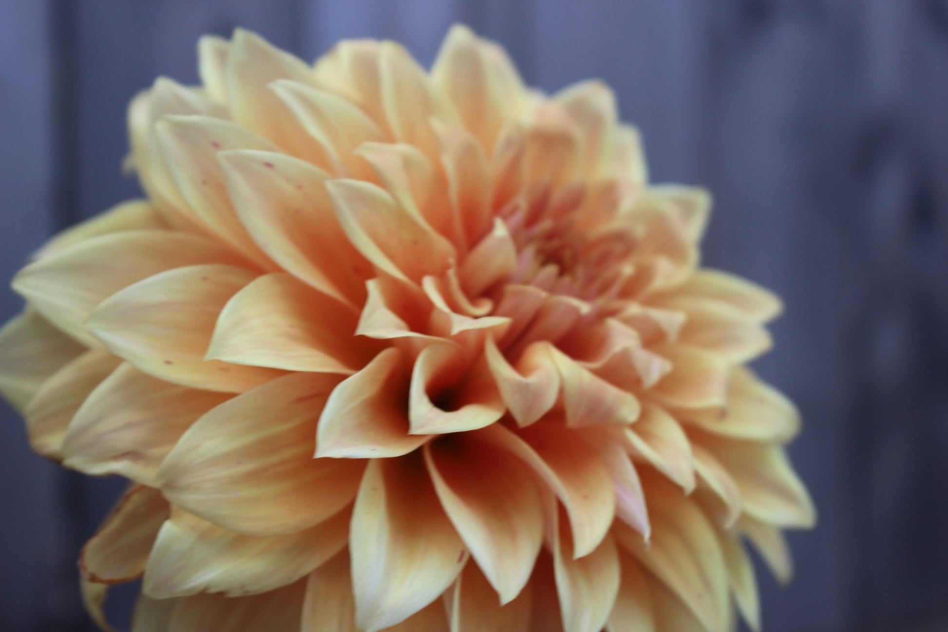 Steve Meggos - Freese Flower Farm