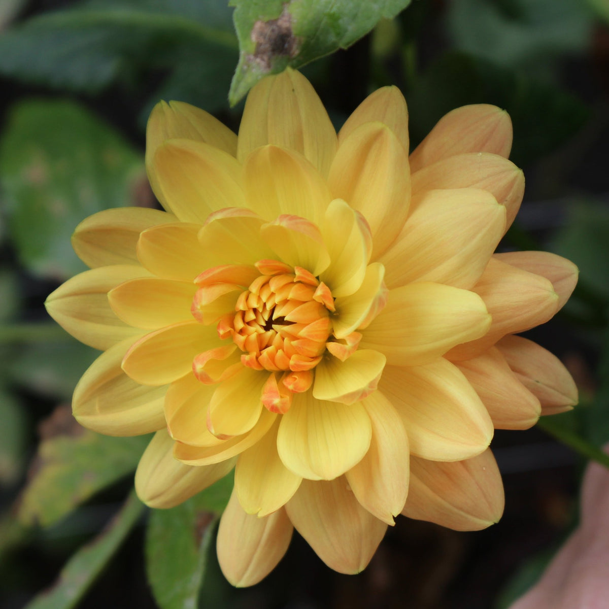 Rancho - Freese Flower Farm