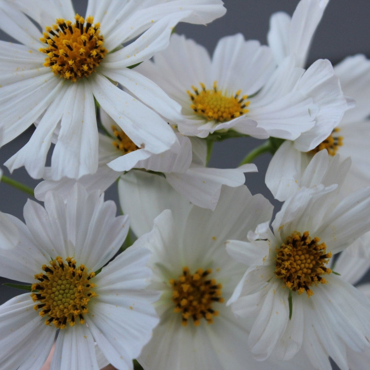 Cosmos, Sensation White - Freese Flower Farm