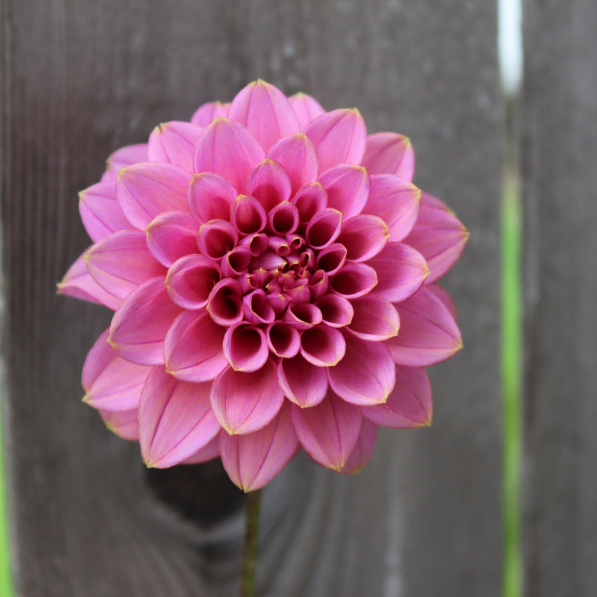Lee's Muava Guava - Freese Flower Farm
