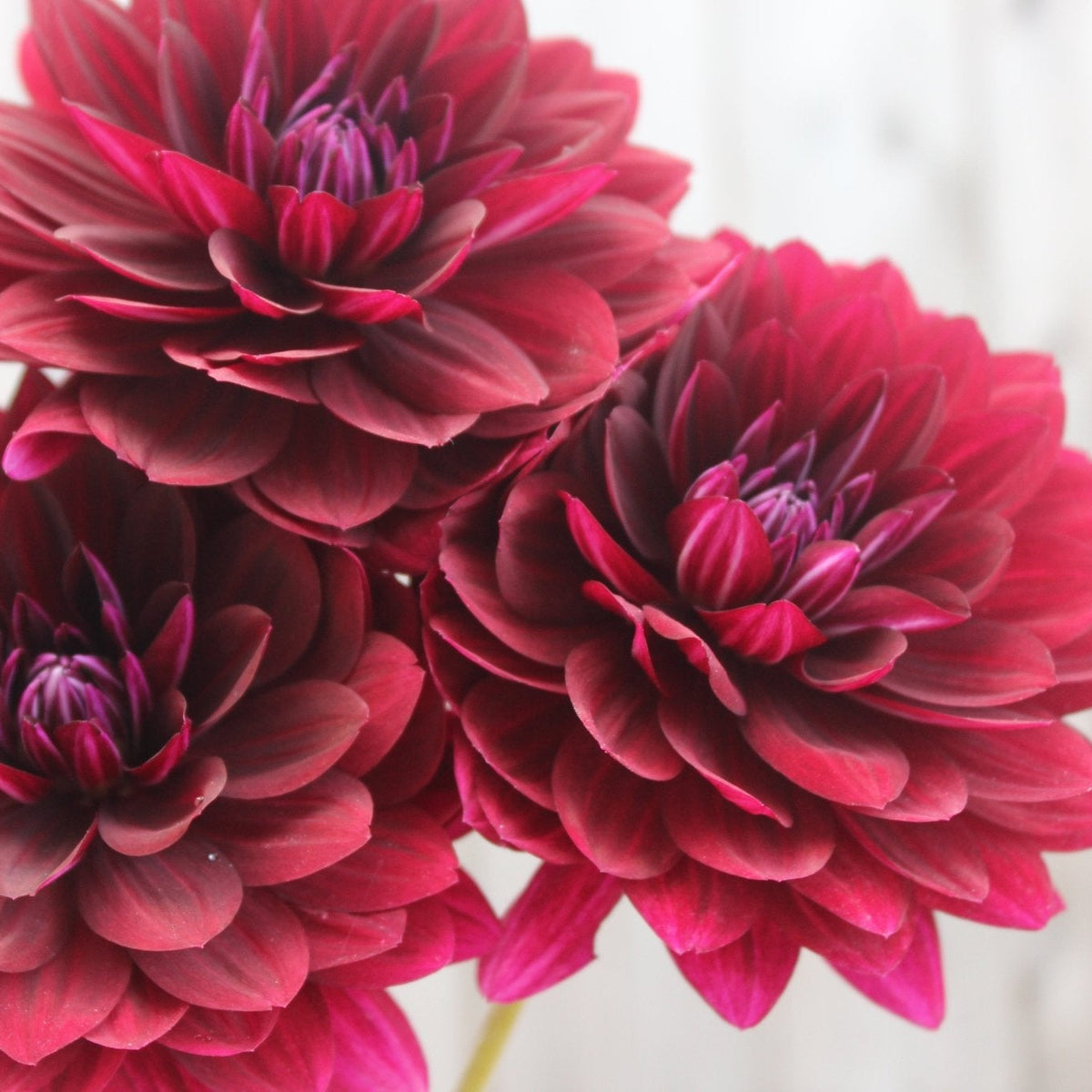 Holly Hill Black Widow - Freese Flower Farm