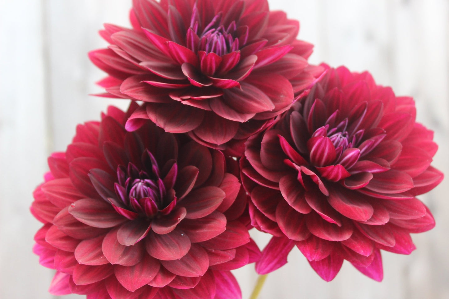 Holly Hill Black Widow - Freese Flower Farm