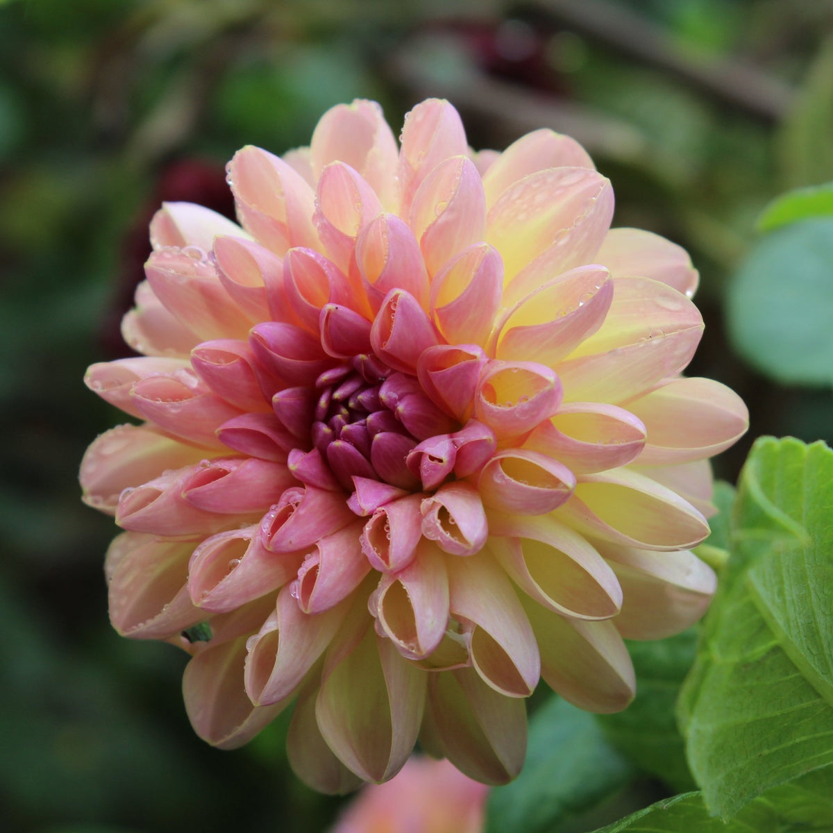 Hapet Vintage - Freese Flower Farm