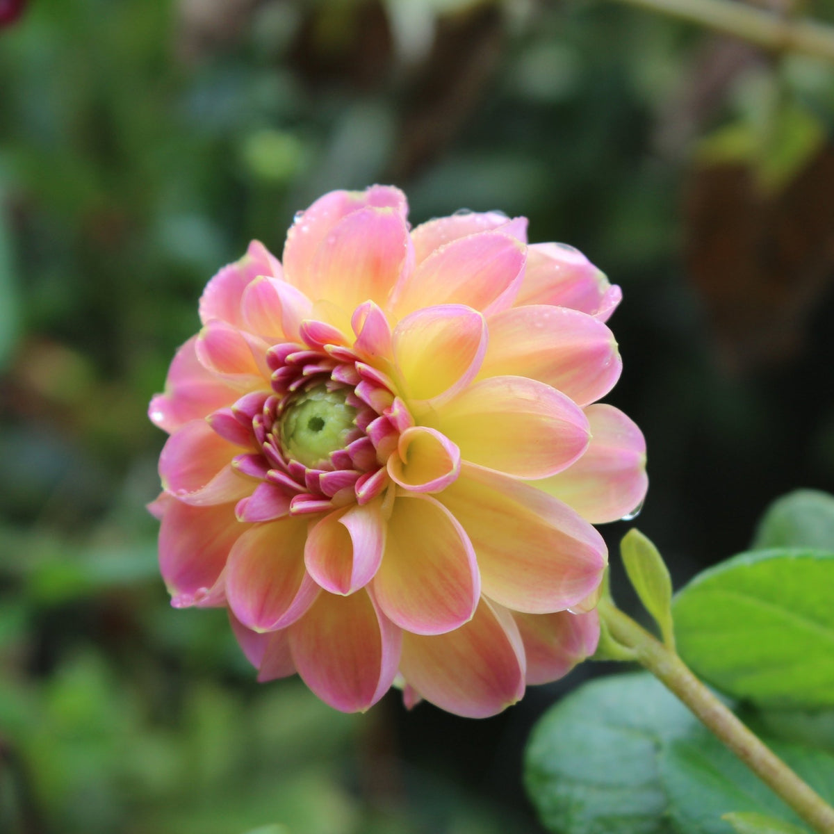 Verkist Cosmic - Freese Flower Farm