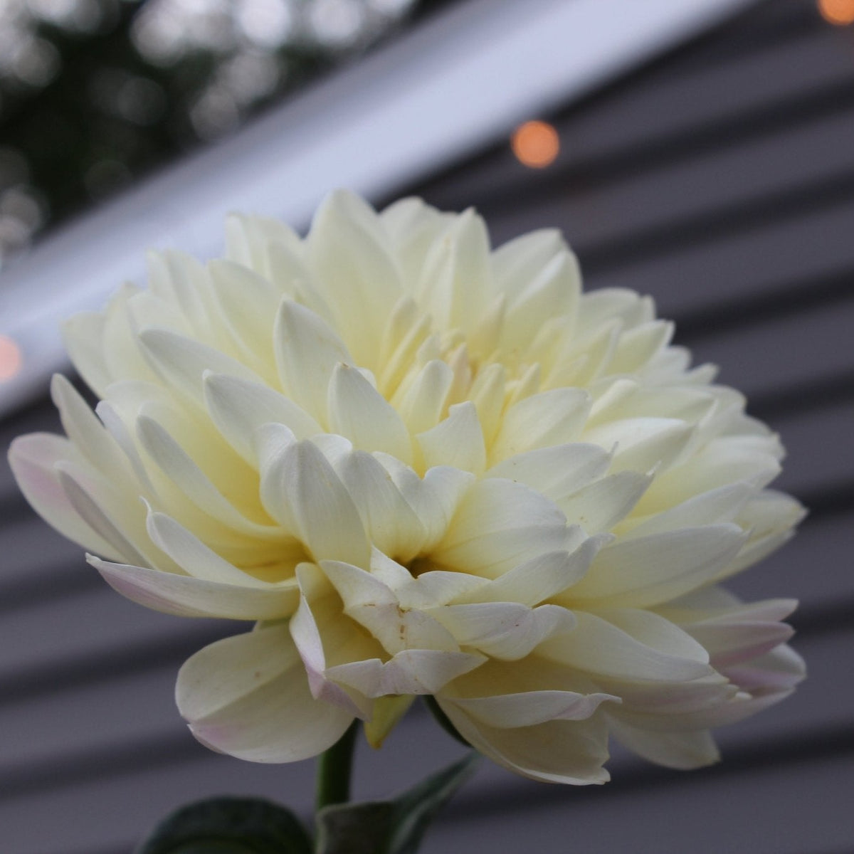 HH creamy - Freese Flower Farm