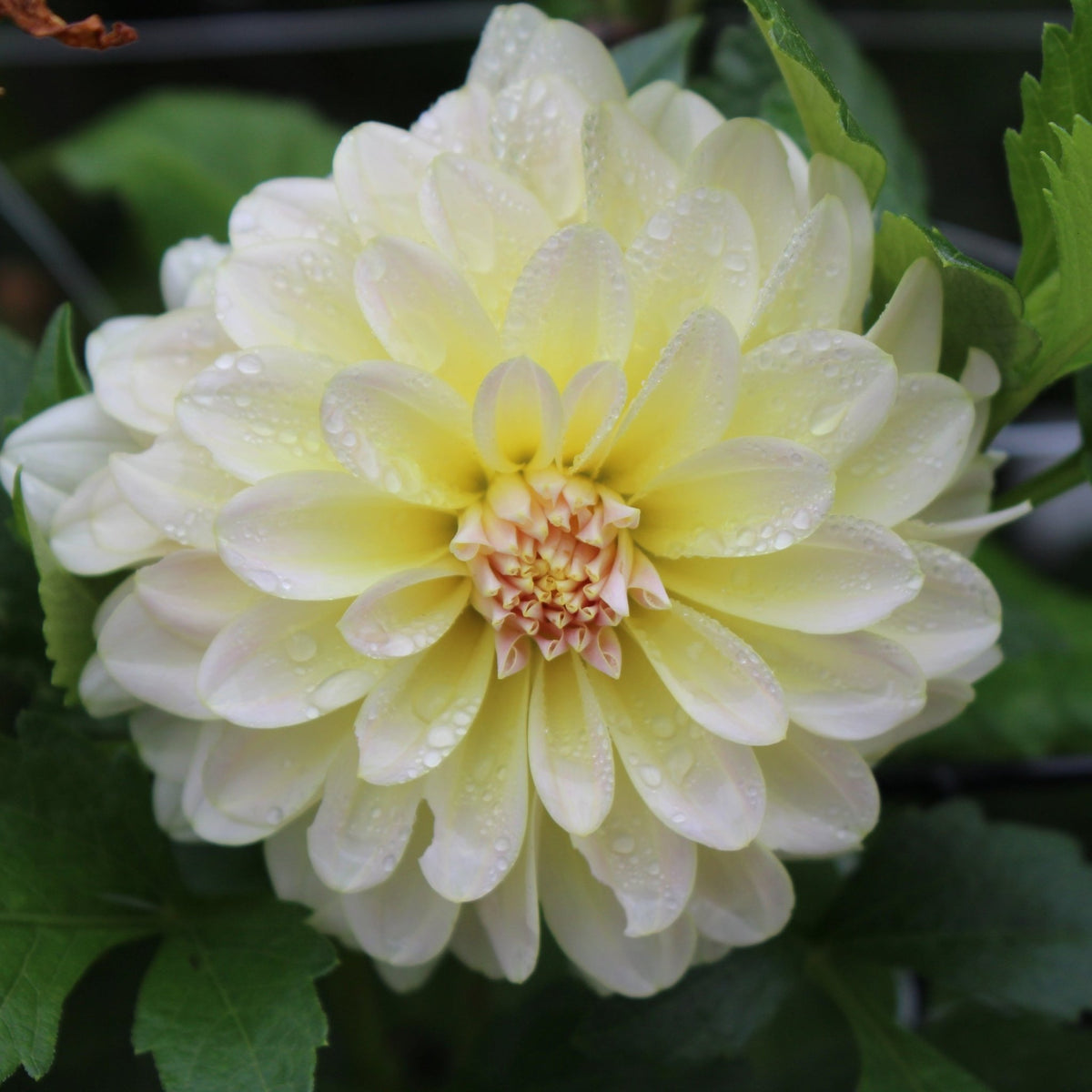 Lee's Cookie - Freese Flower Farm