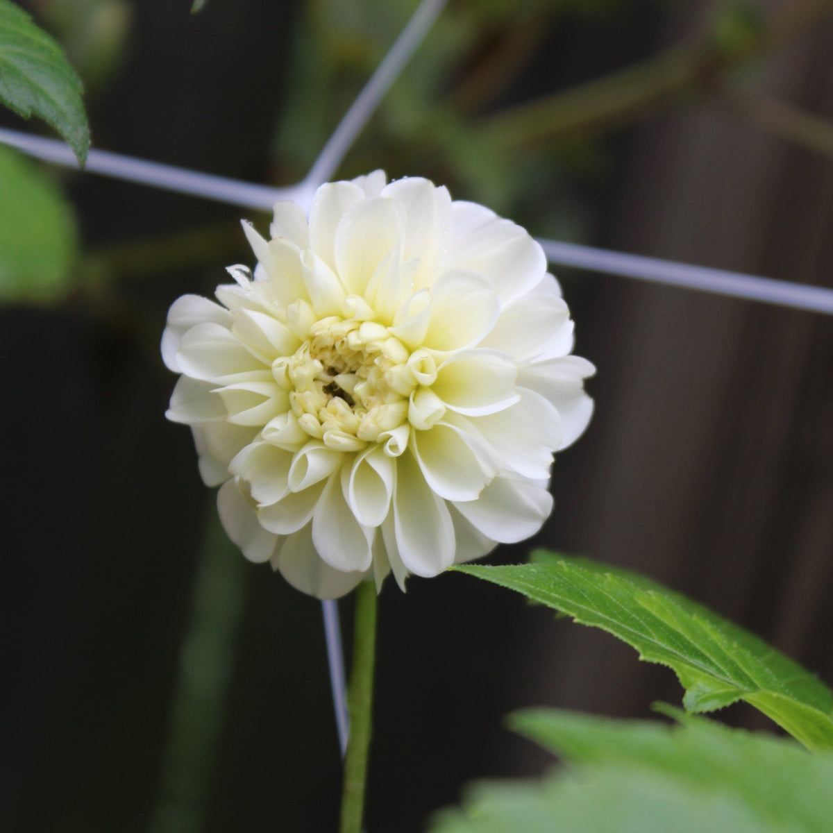 20th Ave. Tradition - Freese Flower Farm