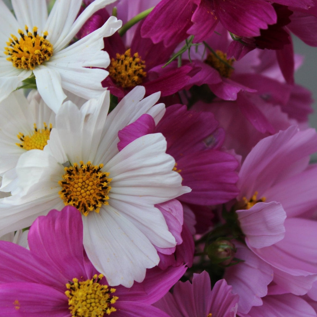 Cosmos, Sensation Blend - Freese Flower Farm