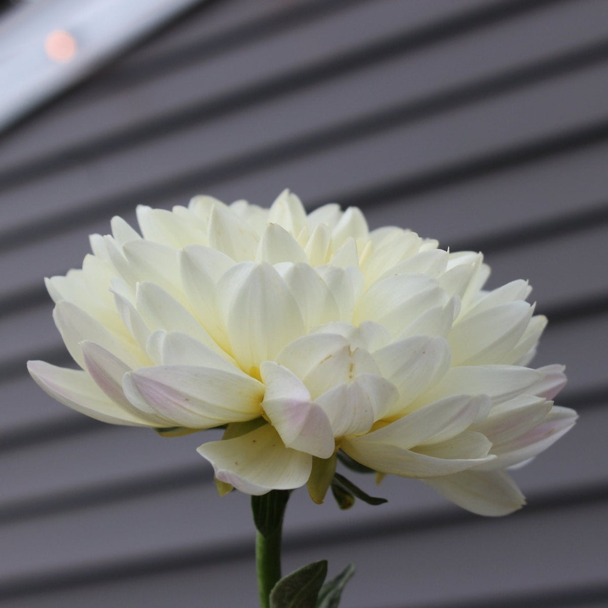HH creamy - Freese Flower Farm