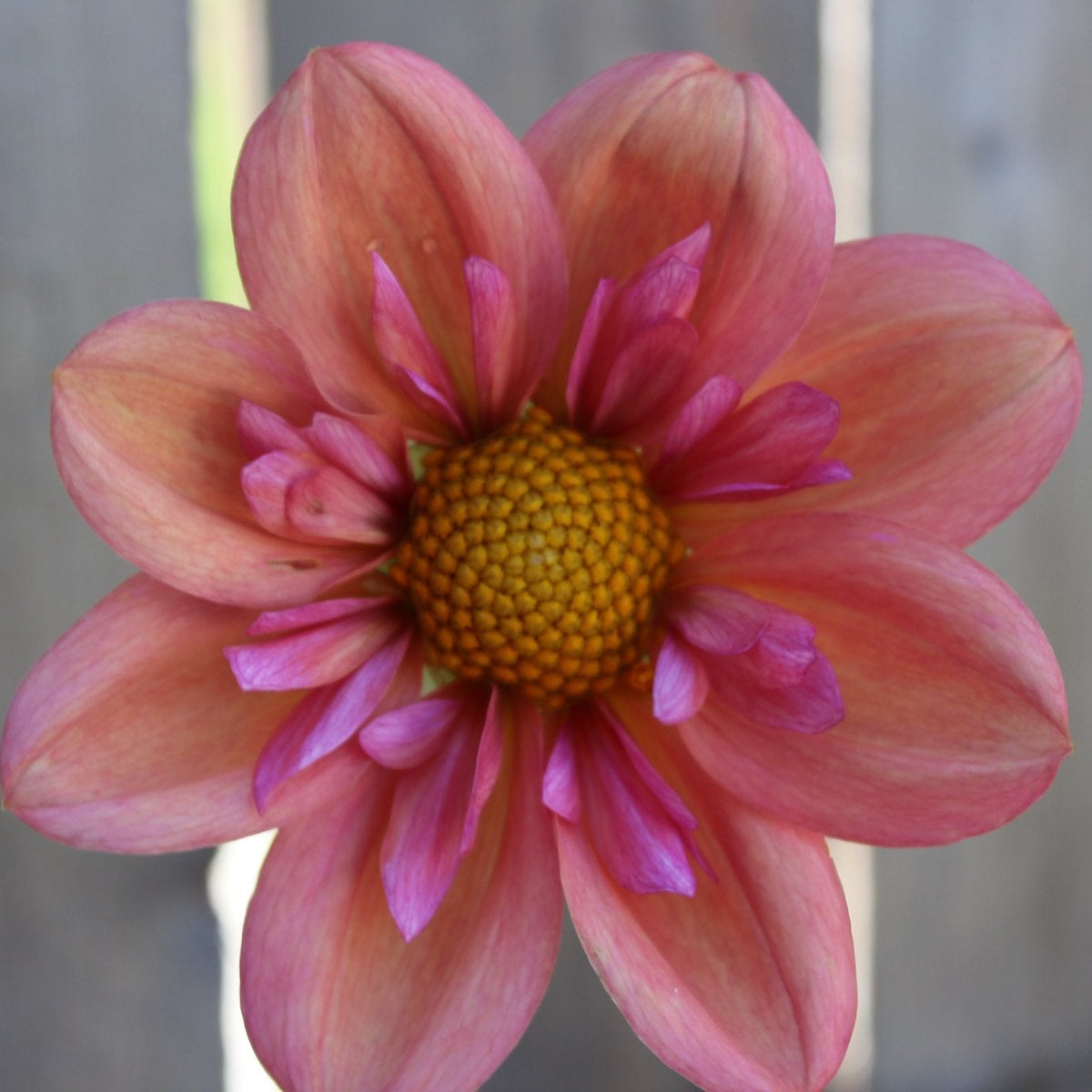 Strawberry Bon Bon - Freese Flower Farm