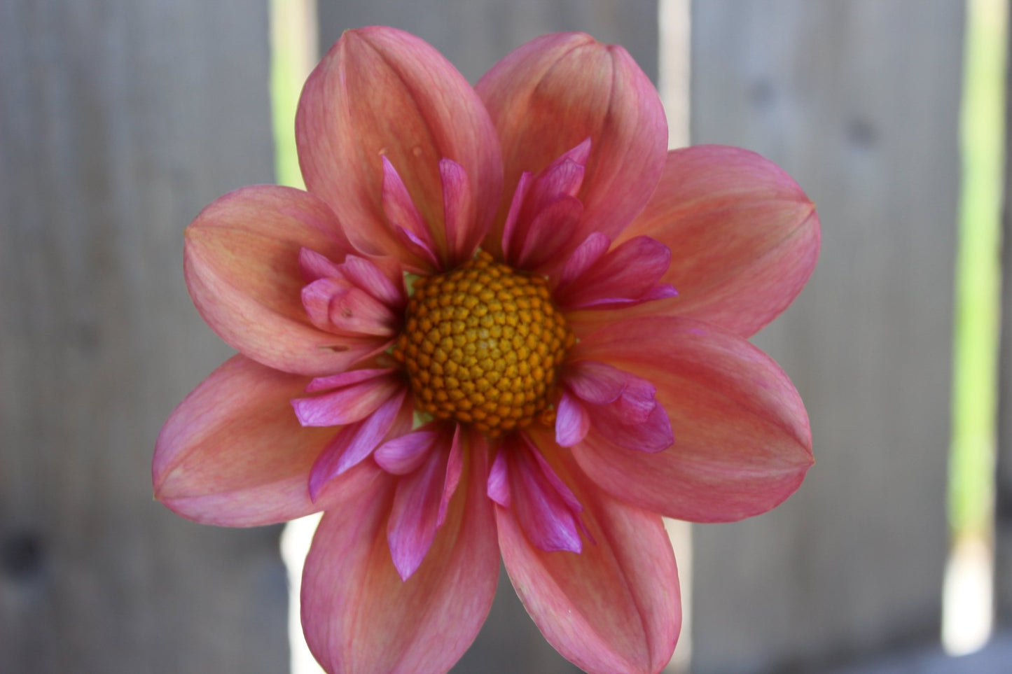 Strawberry Bon Bon - Freese Flower Farm