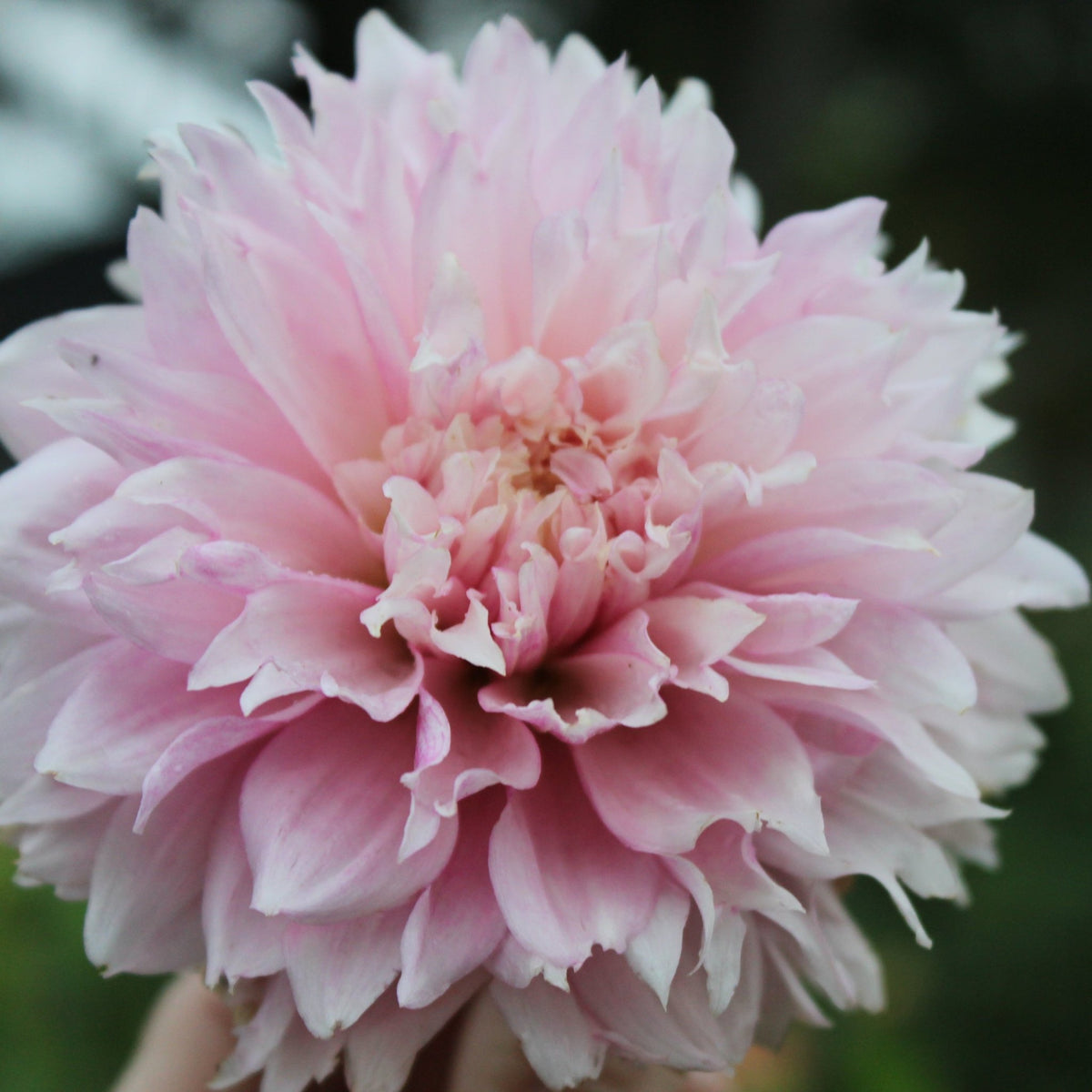 Lee's Angelica - Freese Flower Farm