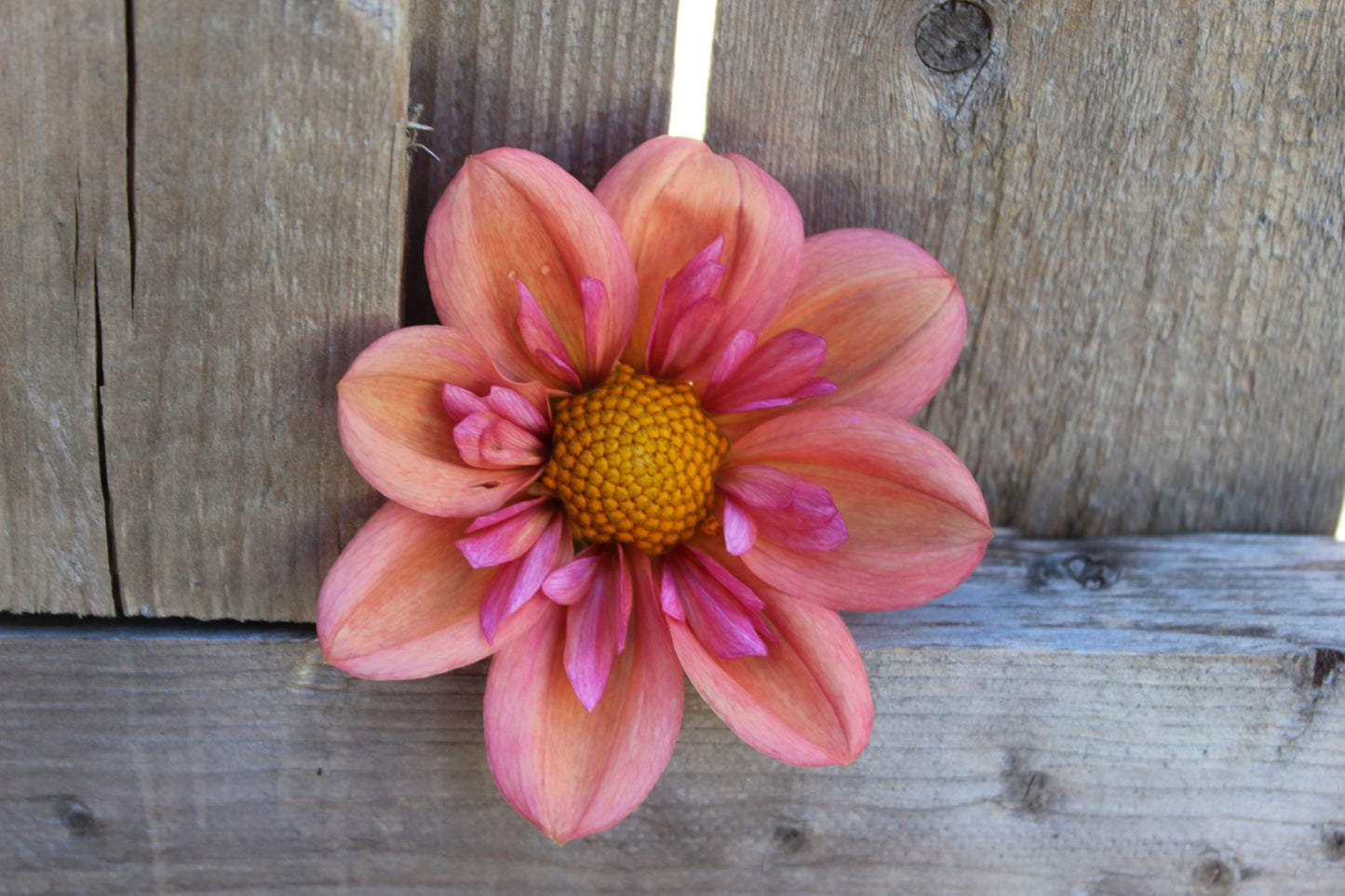 Strawberry Bon Bon - Freese Flower Farm