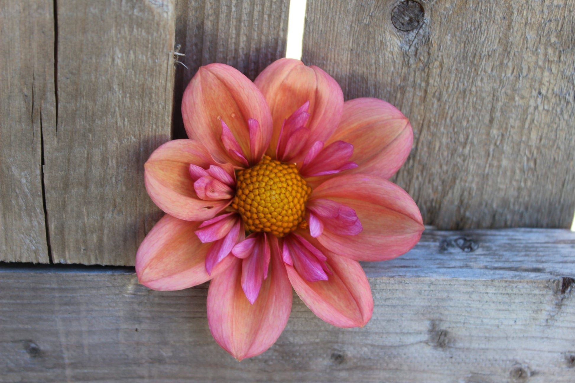 Strawberry Bon Bon - Freese Flower Farm