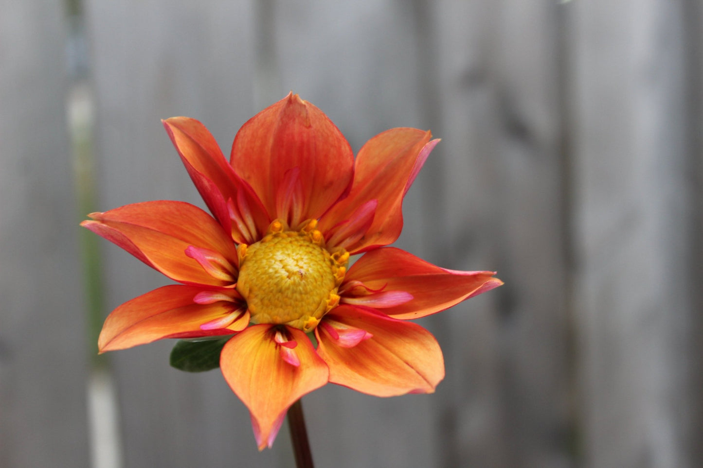 Lil' Wyatt - Freese Flower Farm