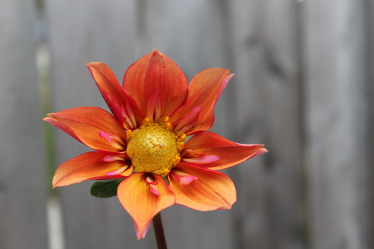 Lil' Wyatt - Freese Flower Farm