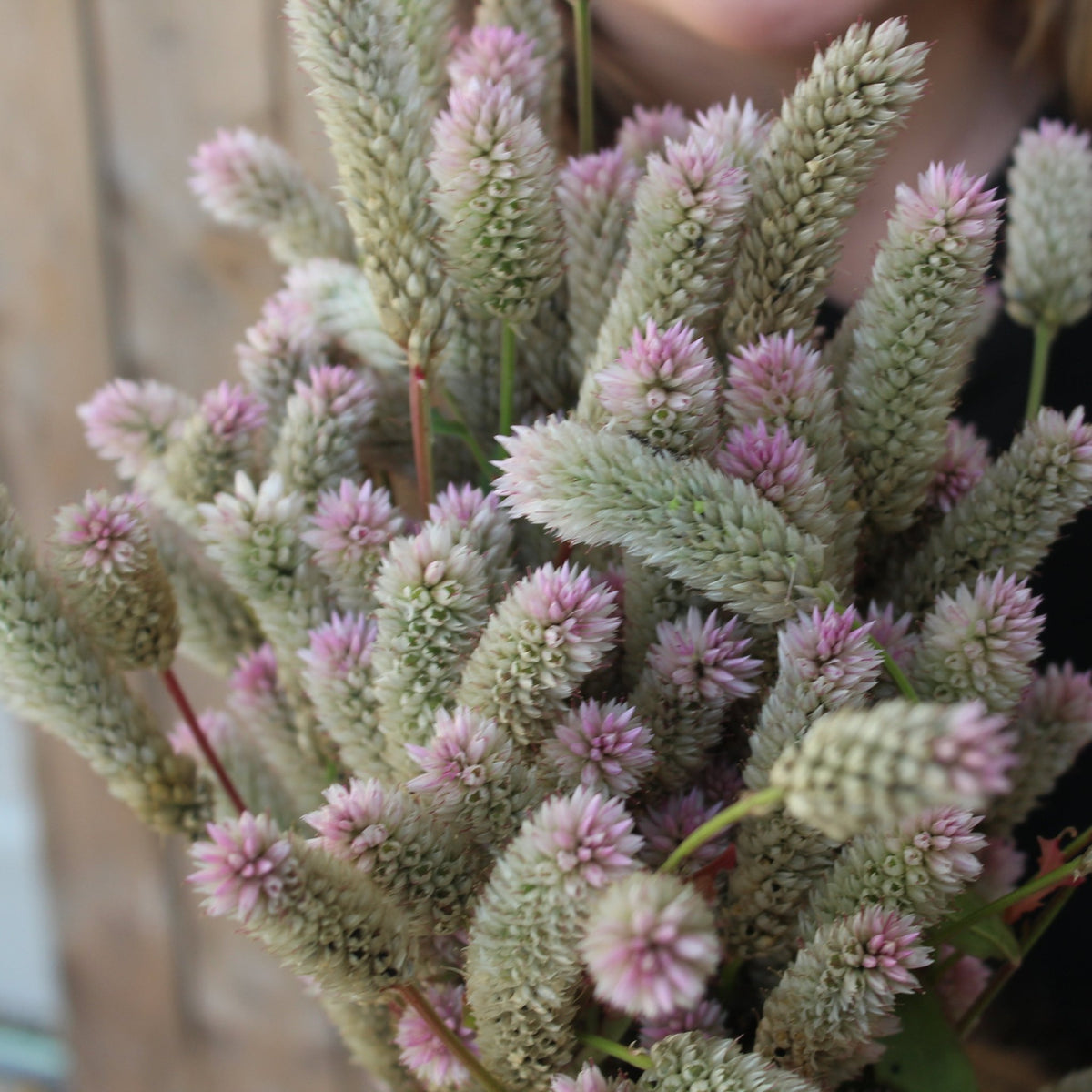 Flamingo Feather Celosia - Freese Flower Farm